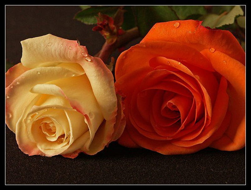 Hermosas rosas, coloridas, naranjas, maravillosas rosas, amarillas, gotas,  rosas, Fondo de pantalla HD | Peakpx