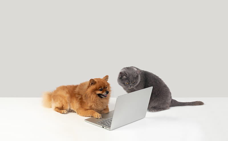 Internet Trolls Ultra, Funny, Laptop, Sitting, Digital, Breed, Animals, Technology, Computer, Doggy, Cute, pets, Friends, British Shorthair, domestic, Pomeranian, Notebook, browsing, icons8, HD wallpaper