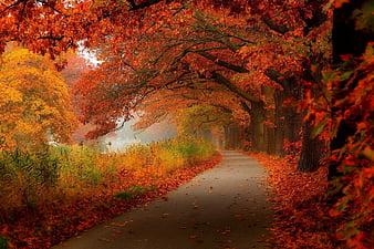 HD autumn wallpapers | Peakpx