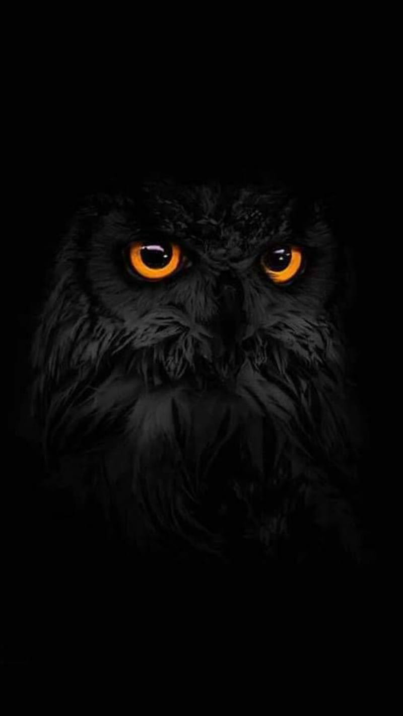 black owl, foba, HD phone wallpaper