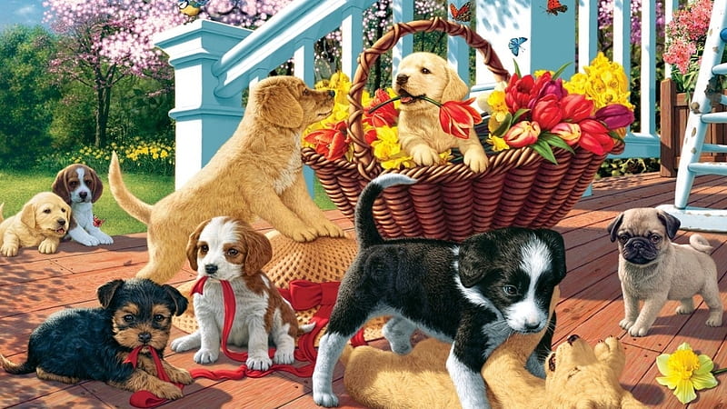 Hunde, Korb, Freunde, Deutschland, HD wallpaper