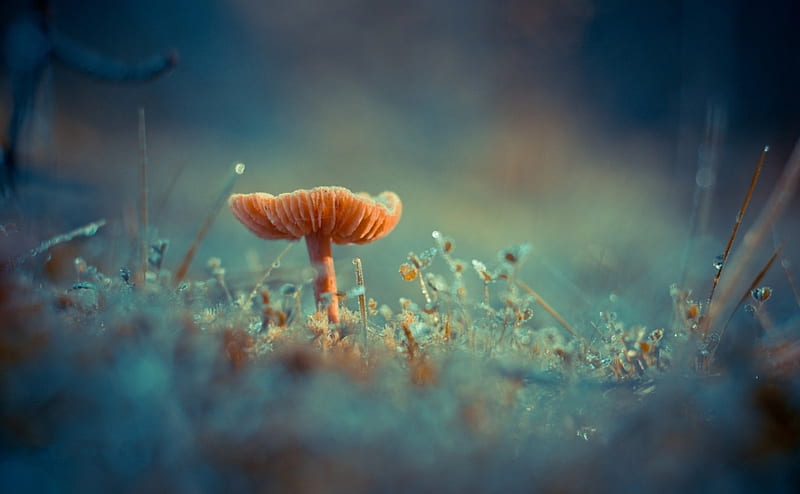 Mushroom, orange, nature, blue, ciuperca, HD wallpaper