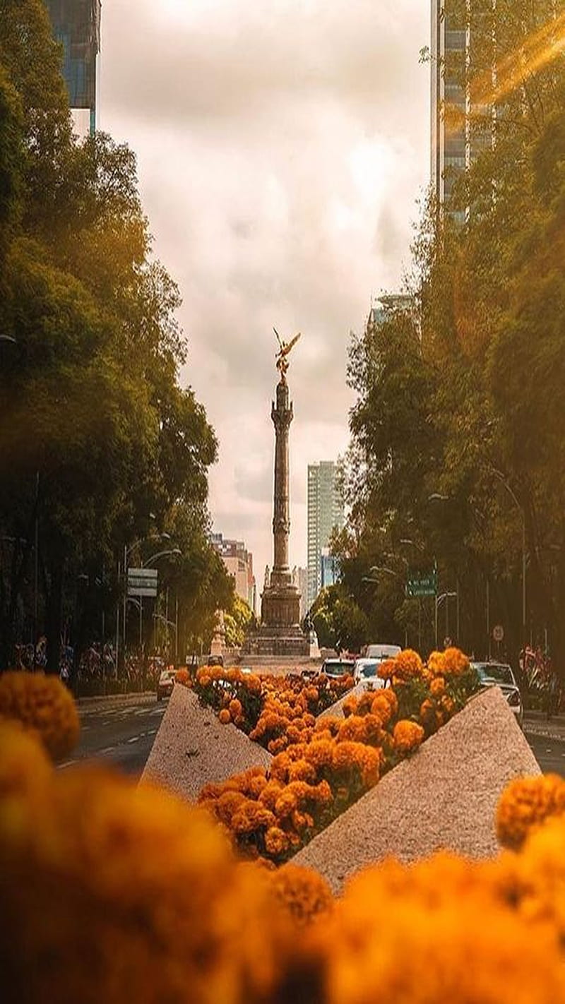 Mexico, calle, cdmx, dia de muertos, flowers, HD phone wallpaper | Peakpx