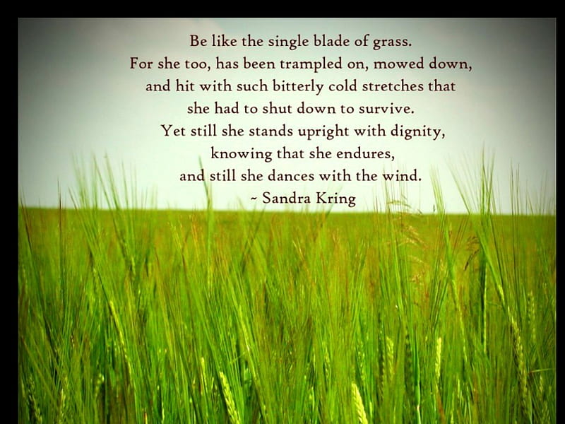Be like the single blade of grass, saying, life, grass, quote, motival, living, HD wallpaper