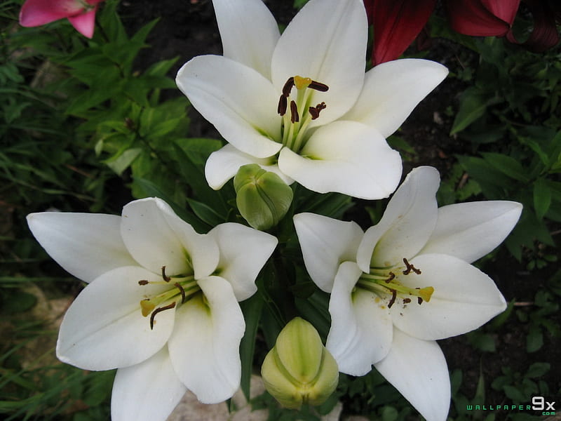 Flores blancas, lindas, bonitas, flores, blancas, Fondo de pantalla HD |  Peakpx