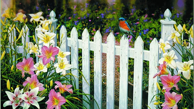 Blue Bird on the Fence, fence, bird, day, lilies, white, blue, HD wallpaper