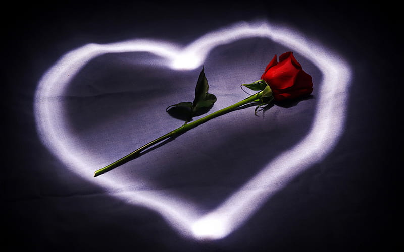 Heart and rose, red, romantic, rose, love, heart, flower, light, HD