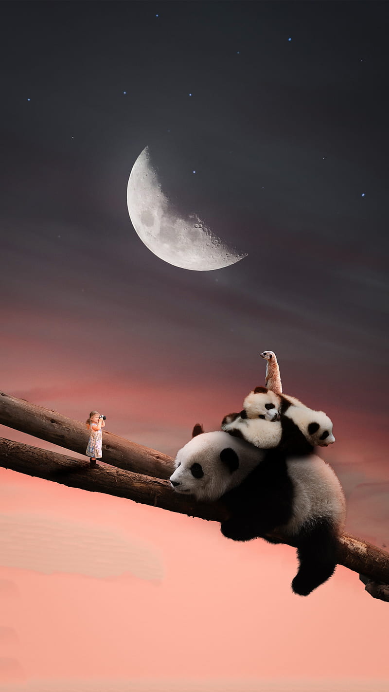 Panda, Ozart, animal, light, moon, natural, night, sleep, HD phone wallpaper