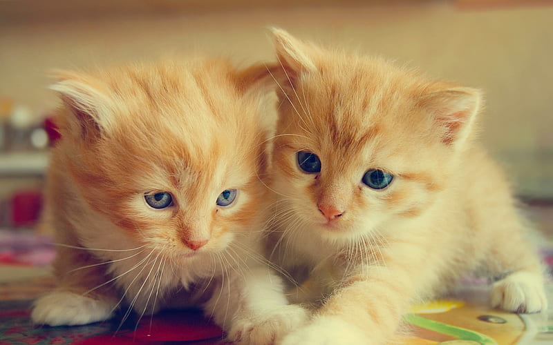 ginger kittens, small cat, cute animals, cats, twins, HD wallpaper
