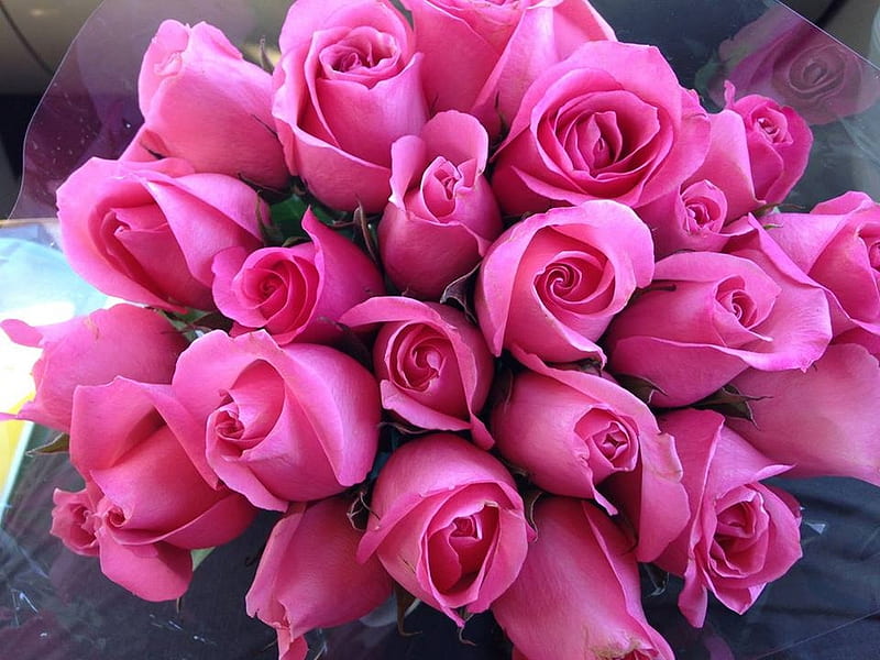 Rosas en abundancia, flores, rosas, rosa, manojo, Fondo de pantalla HD |  Peakpx