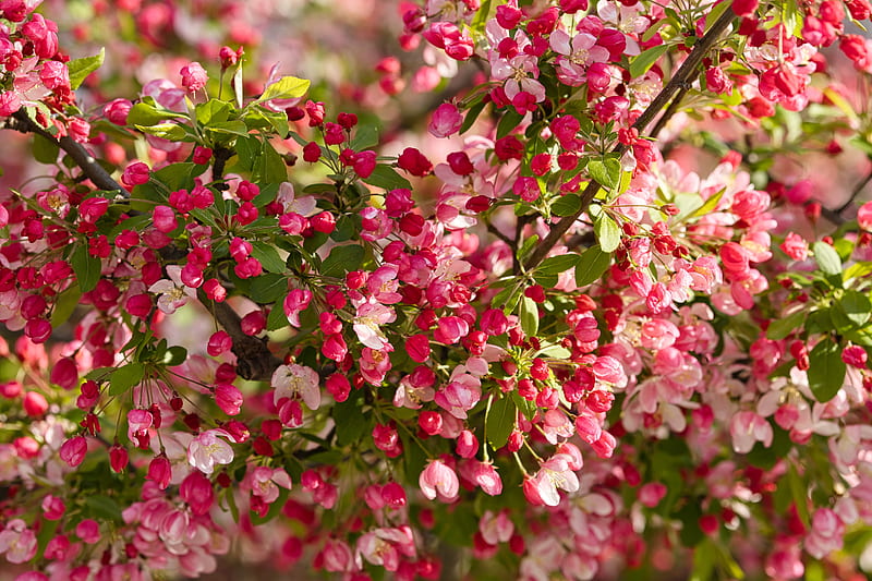 apple tree, flowers, buds, pink, HD wallpaper