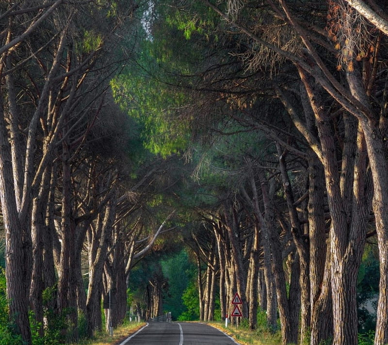 HD trees along the road wallpapers | Peakpx