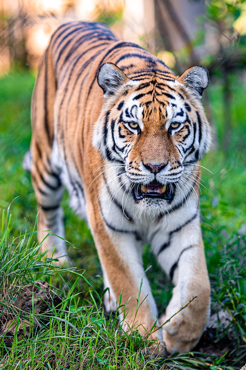 tiger, predator, mouth, animal, big cat, HD phone wallpaper