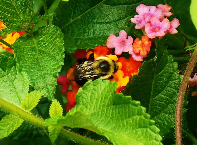 Bumblebee on Lantana, leaves, plant, flower, insect, garden, HD wallpaper