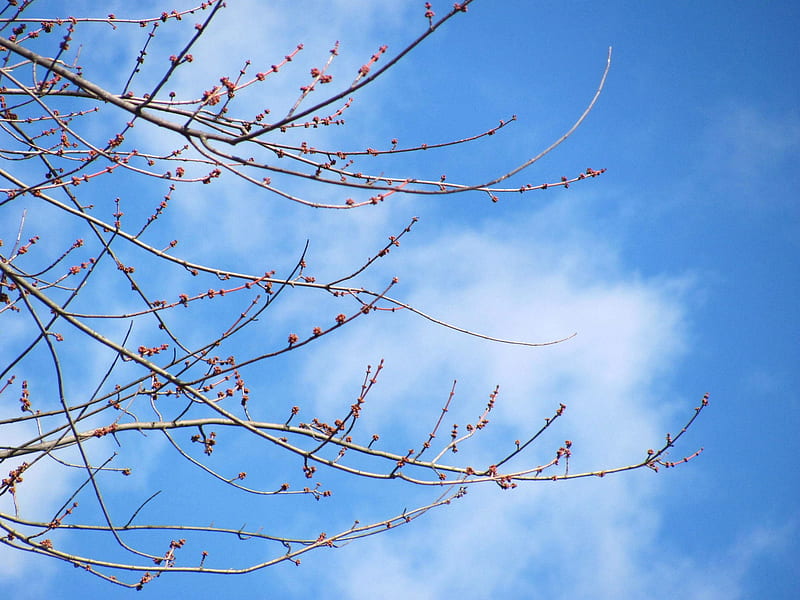 Spring Is Coming, limbs, nature, spring, trees, buds, sky, HD wallpaper