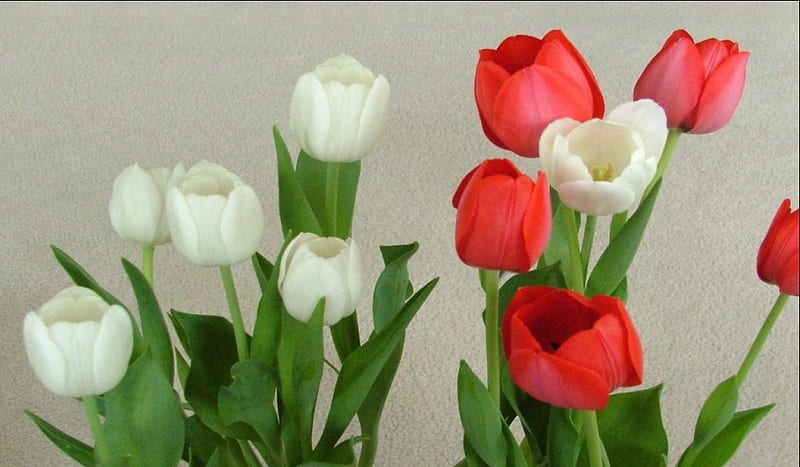 Tulipanes rojos y blancos, rojo, flores, naturaleza, bonito, primavera,  tulipanes, Fondo de pantalla HD | Peakpx