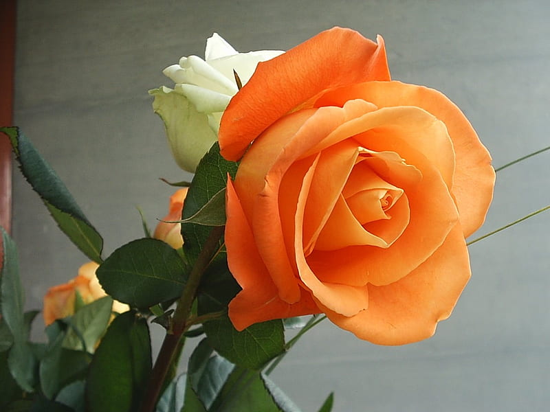 Hermosa tarde con rosas, primer plano, flores, naturaleza, noche, pétalos,  rosas, Fondo de pantalla HD | Peakpx