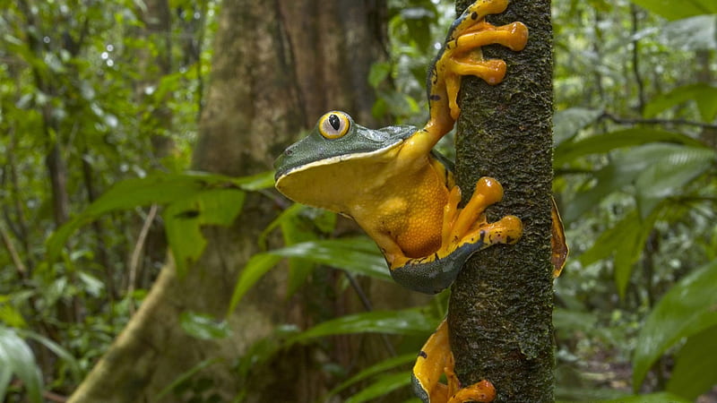 Splendid Leaf Frog, jungle, frog, forest, trees, HD wallpaper