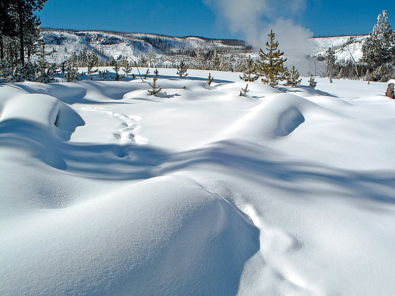 Winter Wonderland, drifts, snow, ice, trees, HD wallpaper
