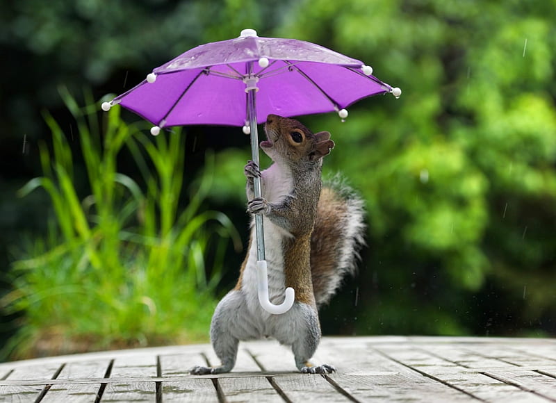 Rainy Day !!!, squirrel, purple, umbrella, day, funny, rainy, HD wallpaper