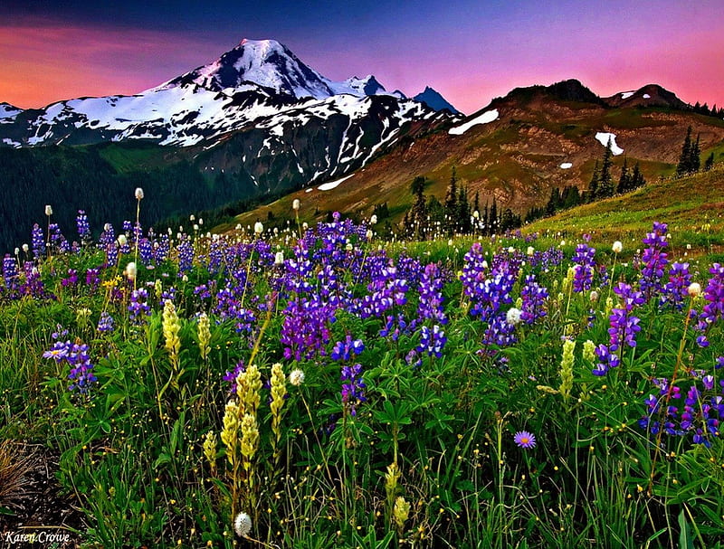 Lovely mountain flowers, colorful, grass, bonito, clouds, snowy, floral ...