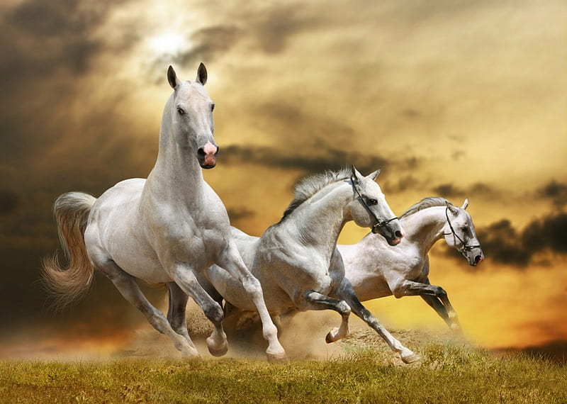 Horses runing, horse, run, animal, HD wallpaper