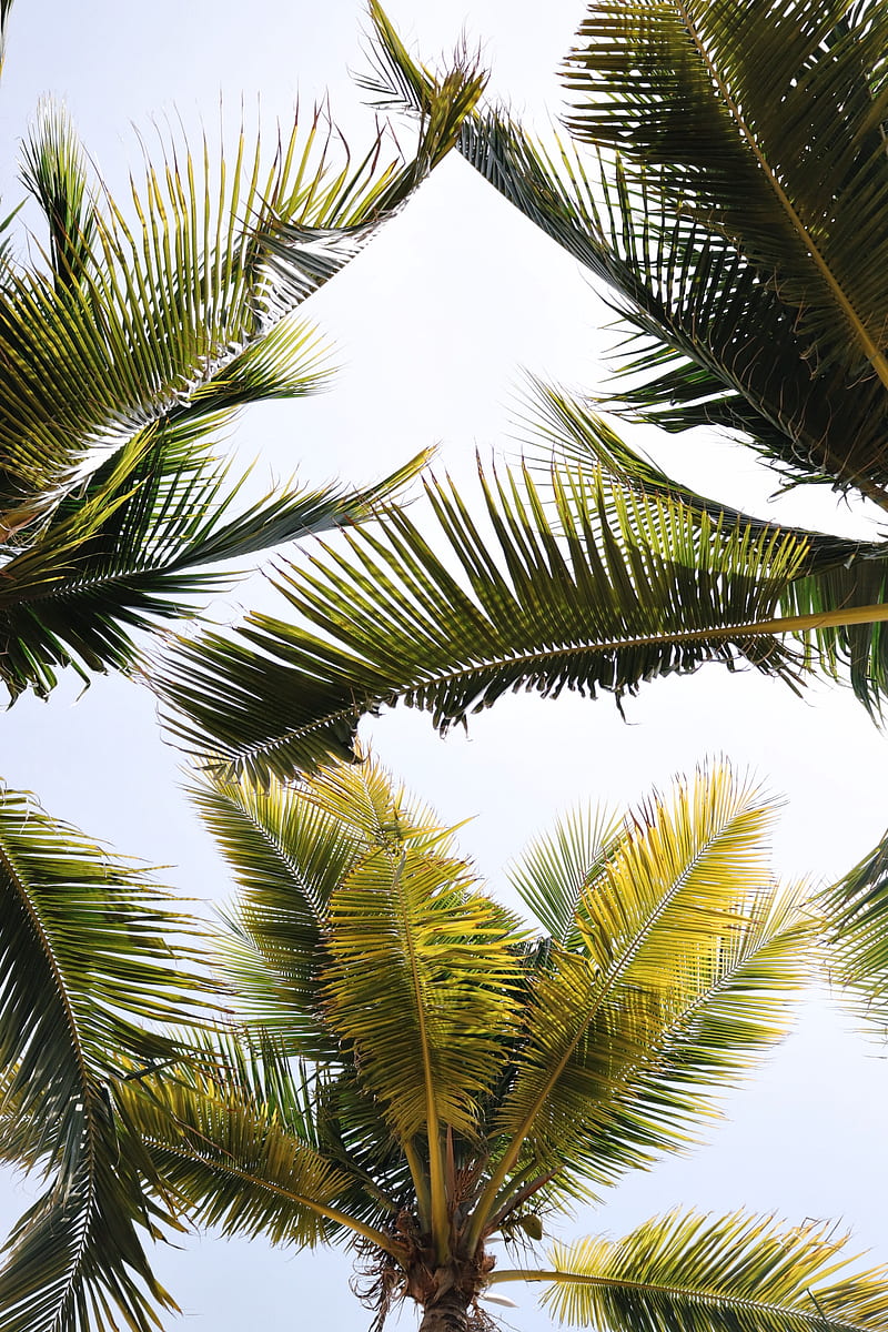 2K free download | green coconut trees, HD phone wallpaper | Peakpx