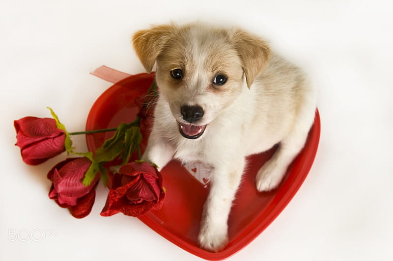 Cute Puppy, roses, animal, heart, dog, HD wallpaper