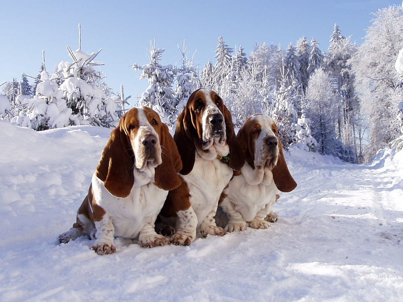 Trio in Snow, puppies, bassets, sunshine, trees, winter, HD wallpaper