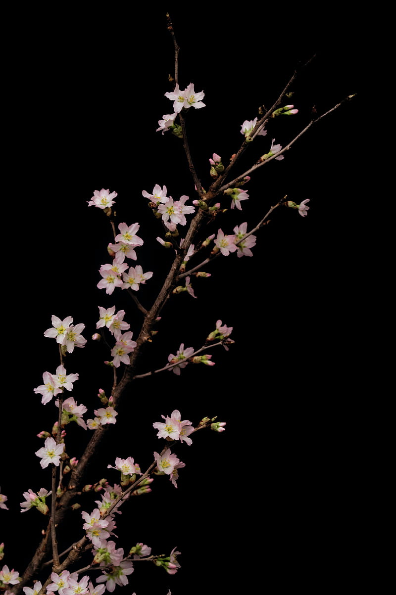 sakura, flowers, branches, black, HD phone wallpaper