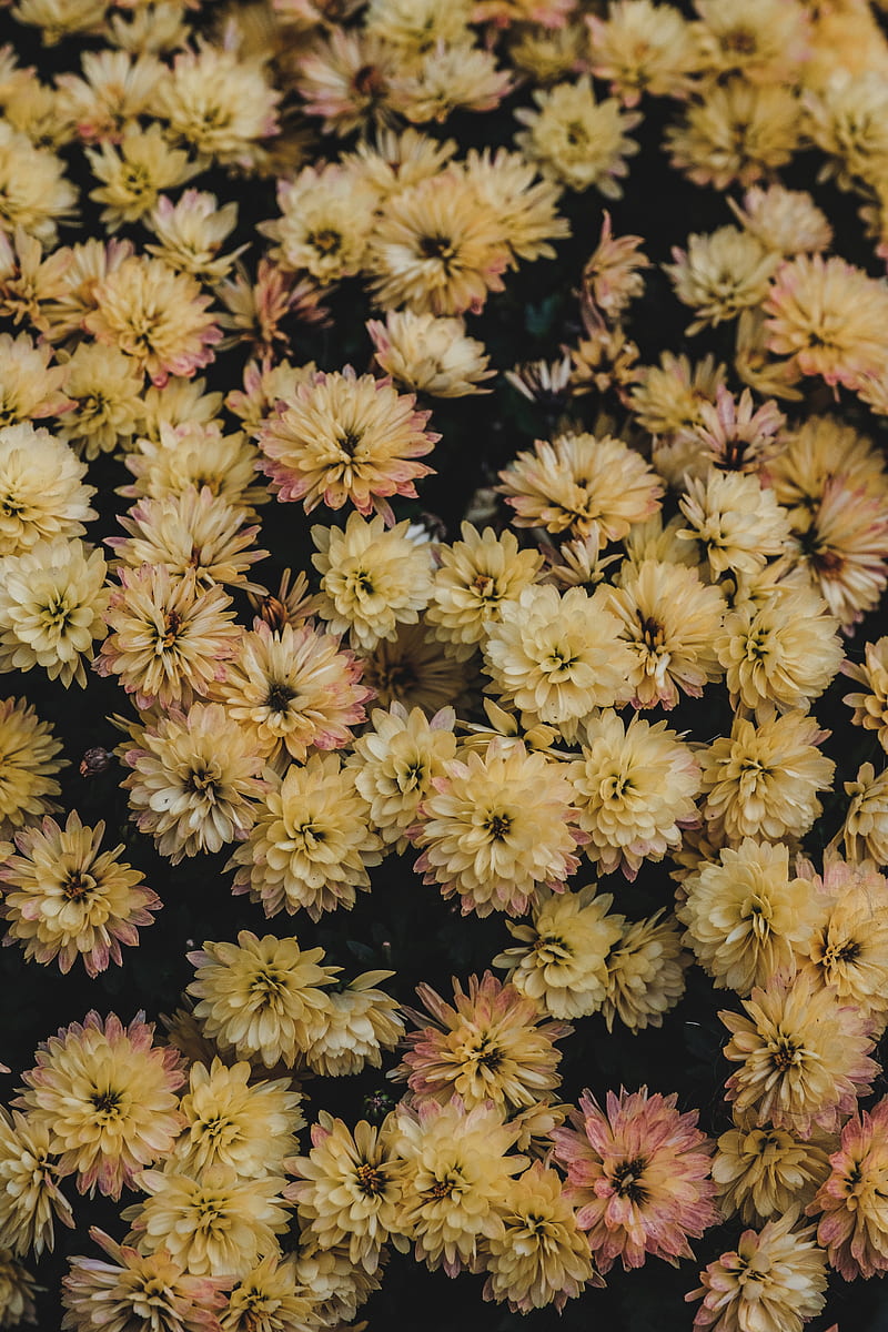 dahlias, flowerbed, flowers, bloom, yellow, HD phone wallpaper