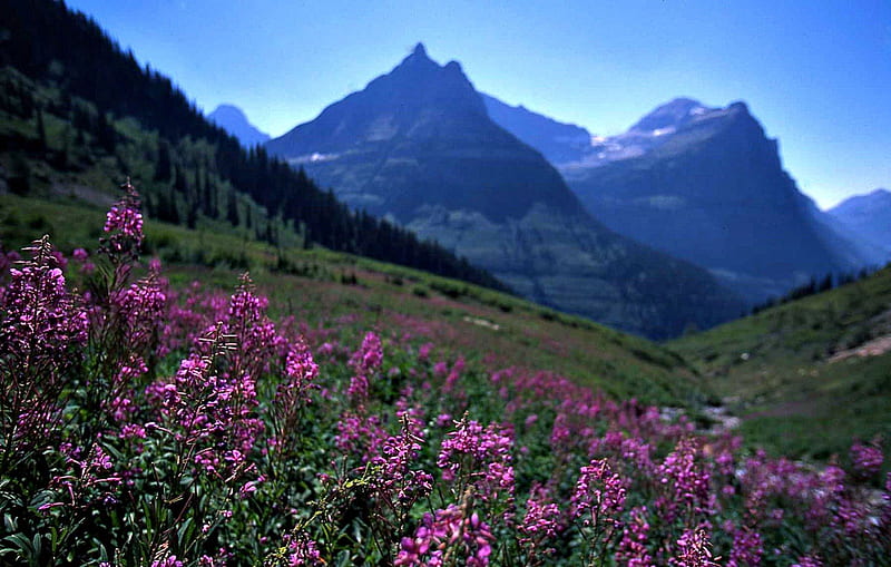 Glacier National Park, Montana, flowers, usa, landscape, mountains, HD wallpaper