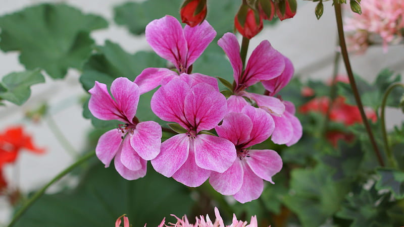 Geranium, Pink, Zeraniumu, Pelargonium, Flowers, Flower, Magenta, White, 3840x2160, HD wallpaper