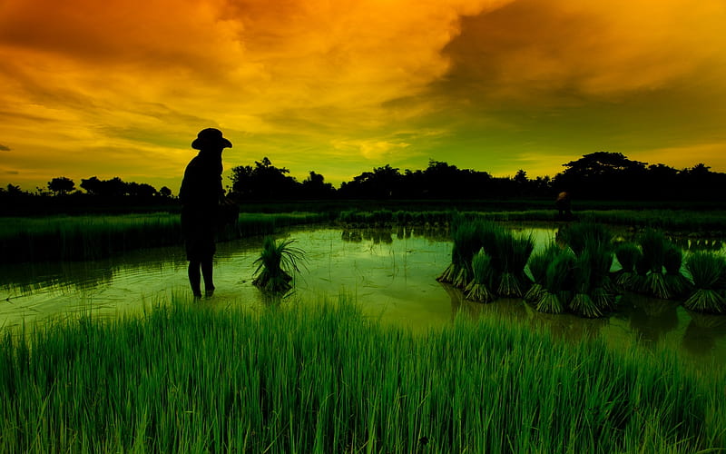 Rice Field Sunset, view, scencery, bonito, sunset, man, sky, clouds, rice, green, farmer, nature, field, landscape, HD wallpaper