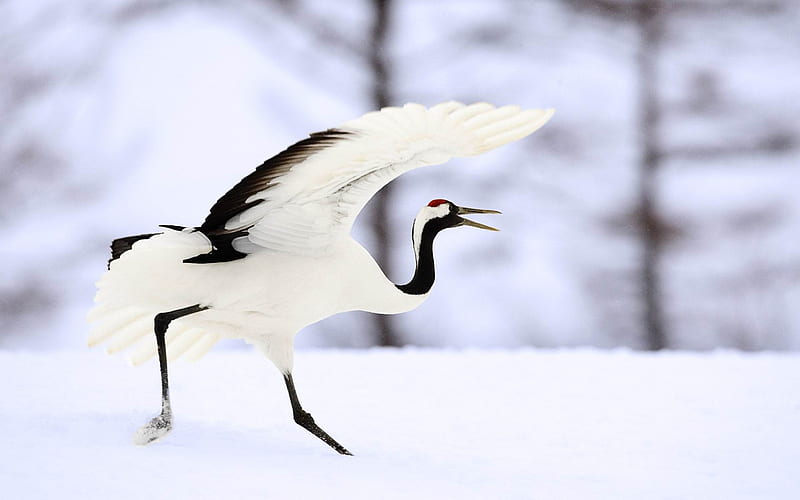 White Crane in the Snow-Animal world graphy, HD wallpaper