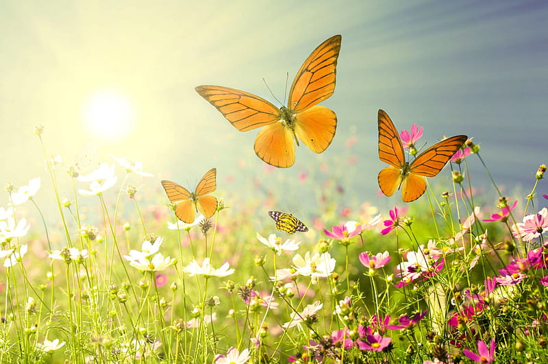 Spring Meadow, sun, rays, flowers, sun rays, Spring, butterflies, meadow, HD wallpaper