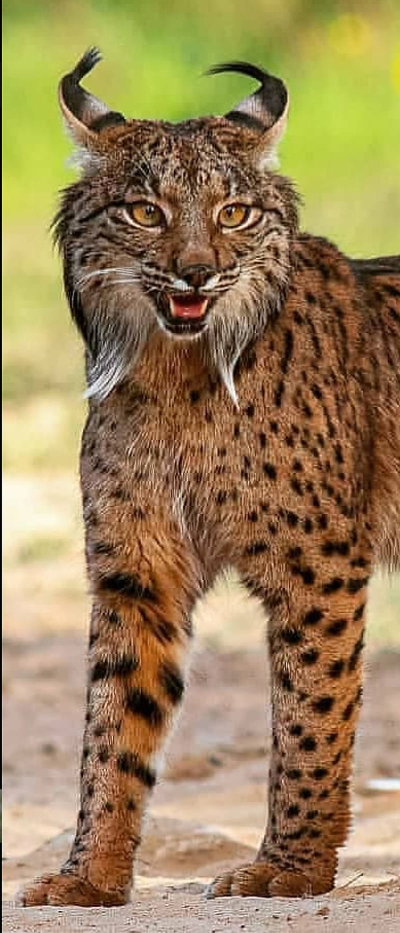 Bobcat, ali-attitude-begins-here, lynx, HD phone wallpaper