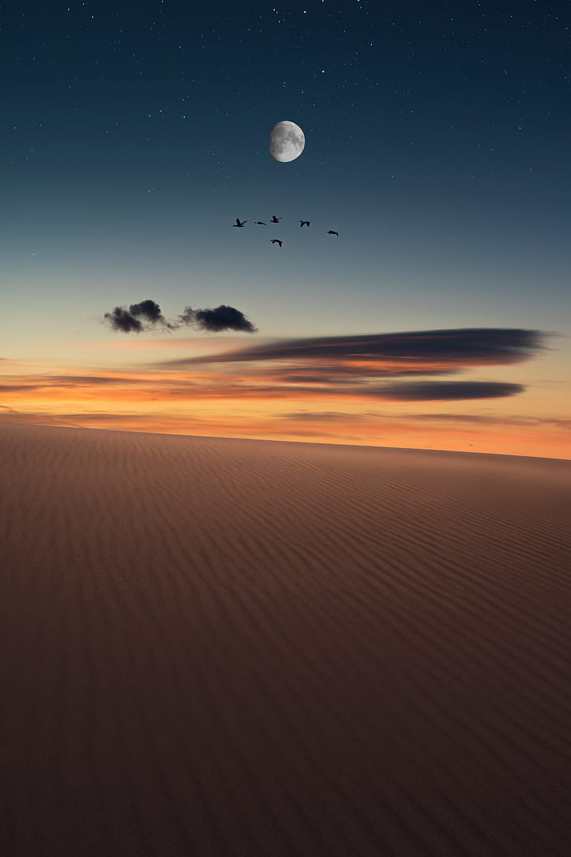 full moon, birds, desert, starry sky, HD phone wallpaper