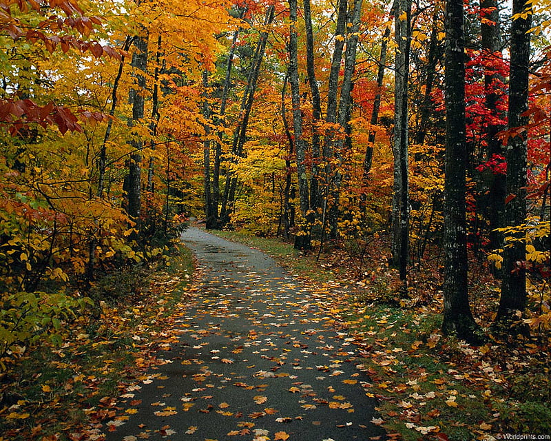 Autumn road., forest, fall, autumn, tree, path, colour, road, leaf, HD ...