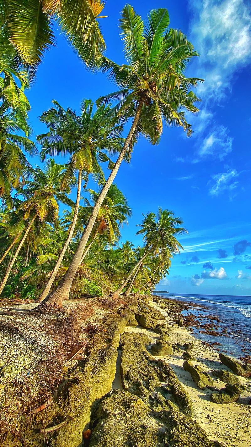 coast, palm trees, sea, sky, HD phone wallpaper