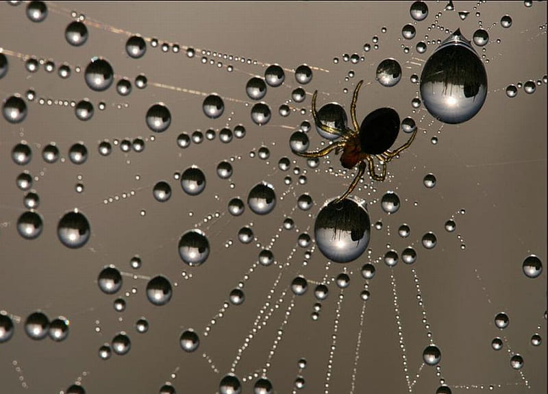 Spider, brown, dew, drops, rain, animals, HD wallpaper