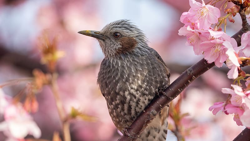 Brown Eared Bulbul, pink, pasari, bird, nature, spring, HD wallpaper