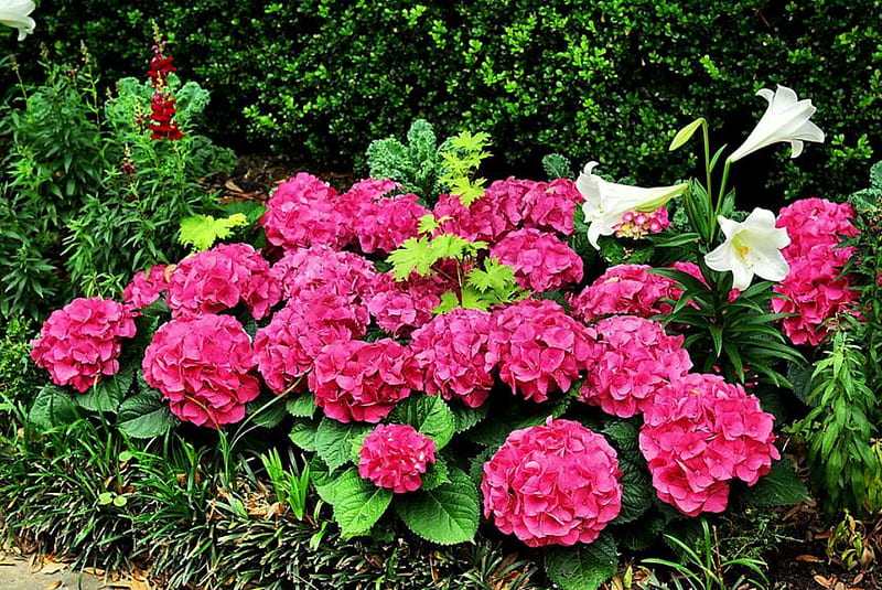 Garden Beauty, garden, hydrangeas, white lilys, ivy, pink hydrangeas, HD wallpaper