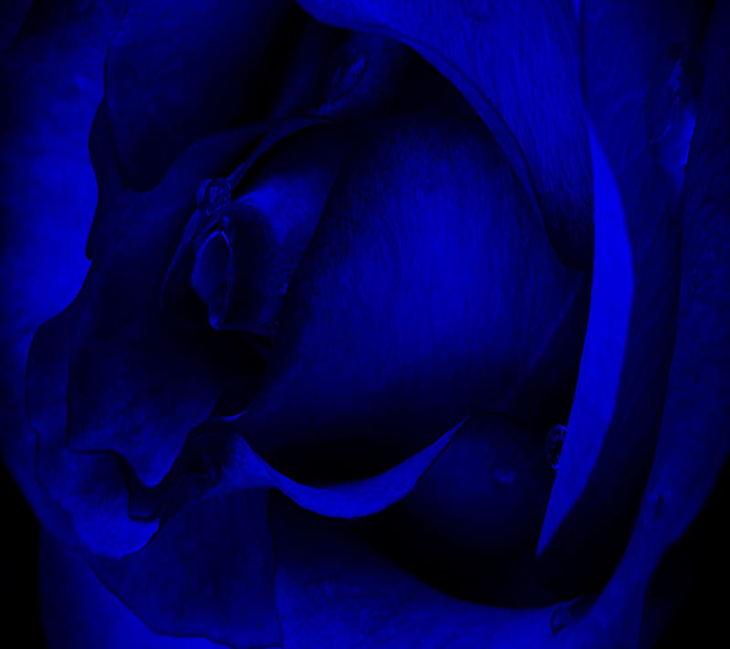 Blue Rose, blue, rose, HD wallpaper | Peakpx