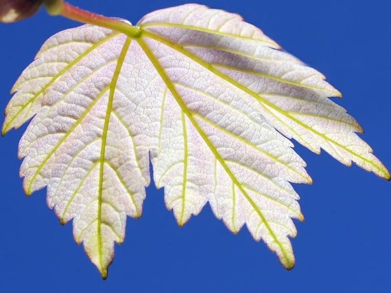 Leaf, new, spring, white, HD wallpaper