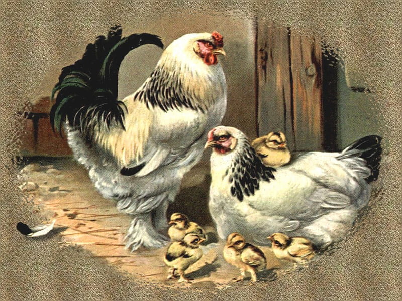 Proud Parents F2, rooster, art, chicken, animal, farm, hen, feather, painting, chicks, HD wallpaper