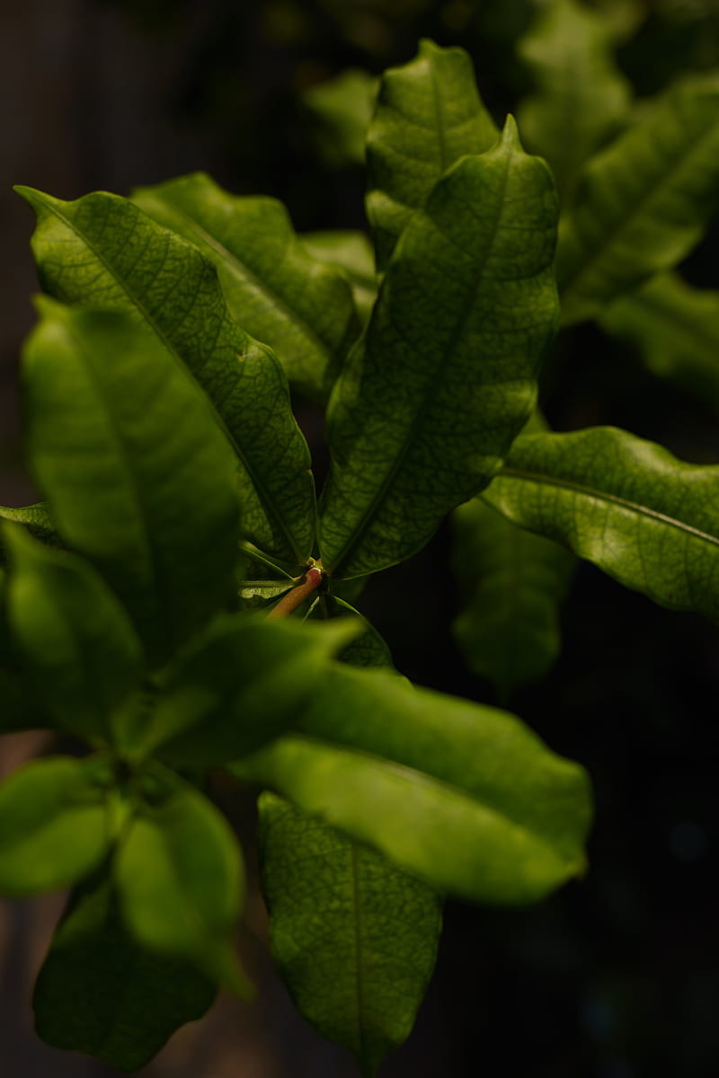 leaves, green, plant, macro, branch, HD phone wallpaper