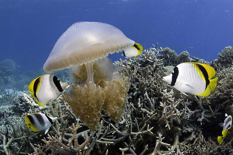 Under the Sea 3D, chaetodon ulietensis, fish, under the sea, xxl, warner brother, wb, great barrier reef, australia, imax, jellyfish, barrier reef, thysanostoma thysanura, butterflyfish, HD wallpaper