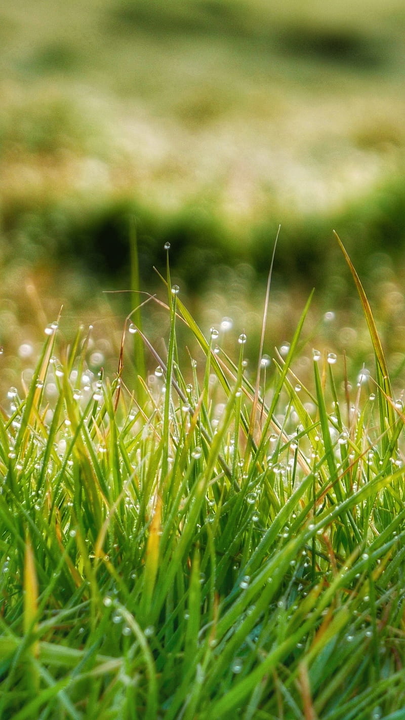 Grass close up, dew, green macro, morning, nature, HD phone wallpaper