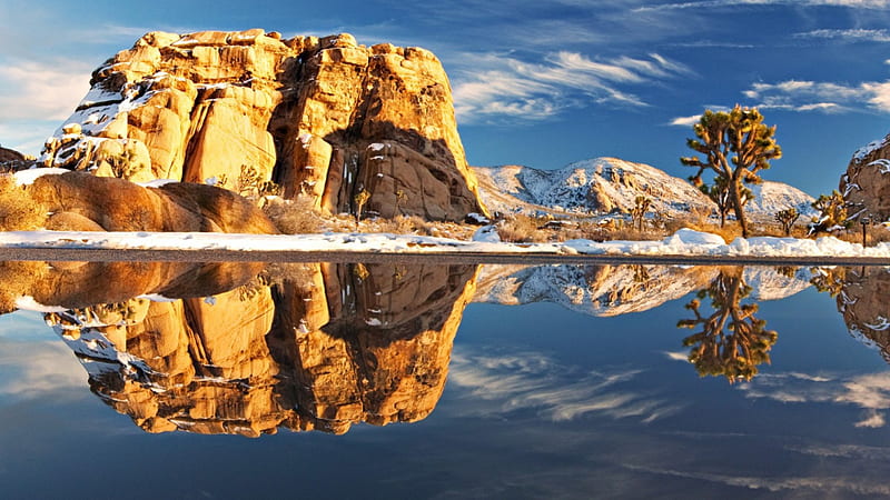 joshua tree reflected in a desert lake in winter, rocks, desert, reflection, trees, lake, winter, HD wallpaper
